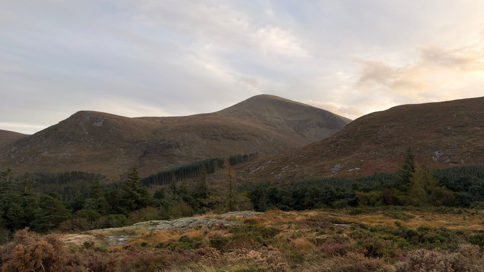 Rounded Mourne hills above heather and pine forest under a soft evening sky